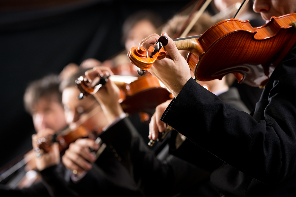 A line of violins in an orchestra