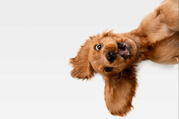 Photo of a brown puppy