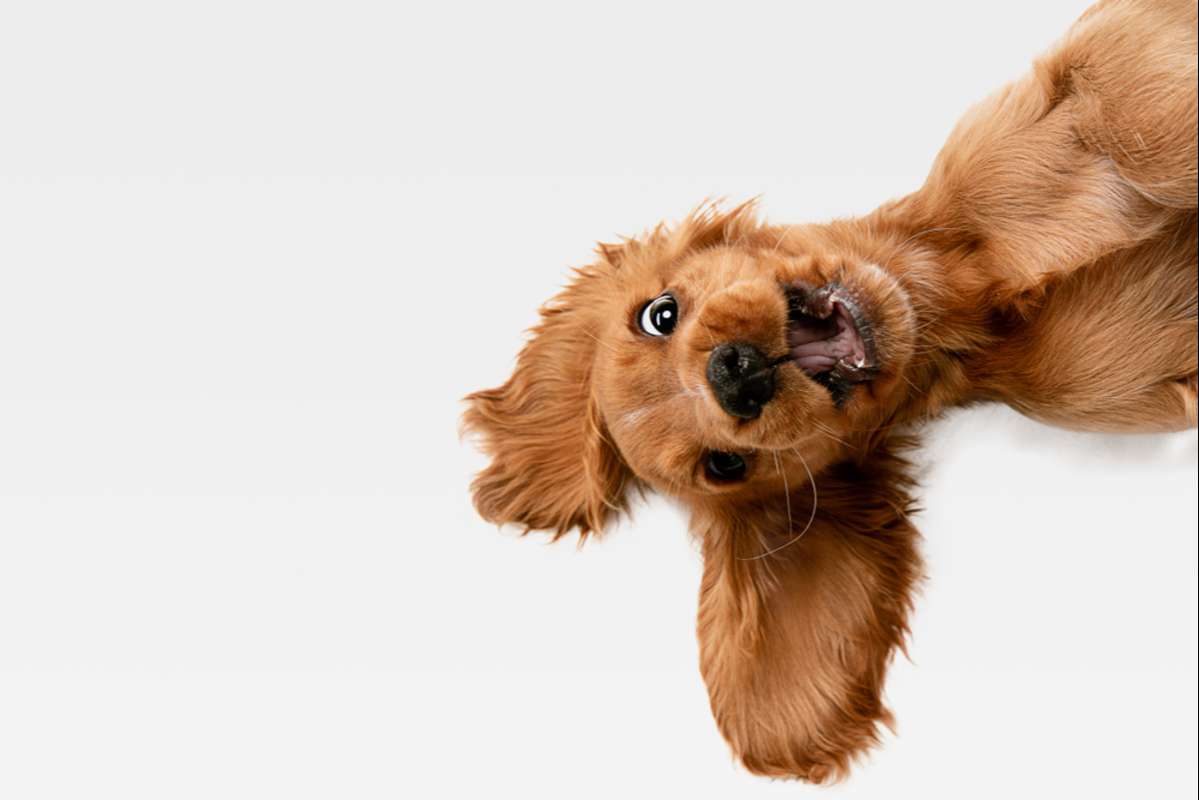 English cocker spaniel young dog is posing (R) (S)