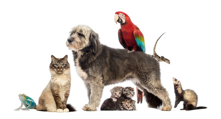 Group of pets,Group of pets - Dog, cat, bird, reptile, rabbit