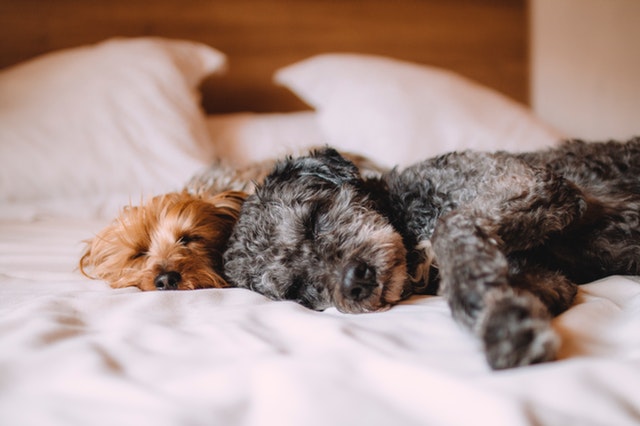Renting property to tenants with dogs