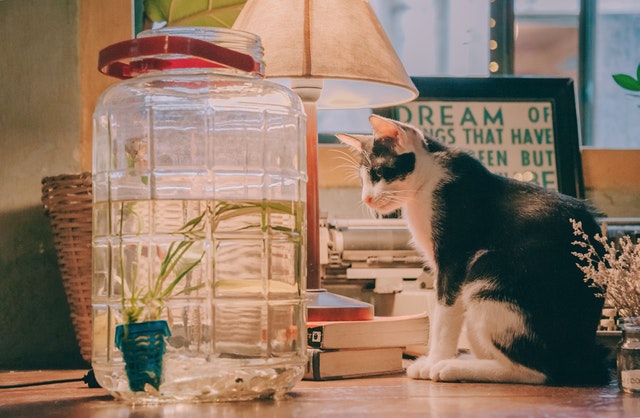 Renting to tenants with pets in property