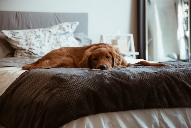 pets-dog-bed-home