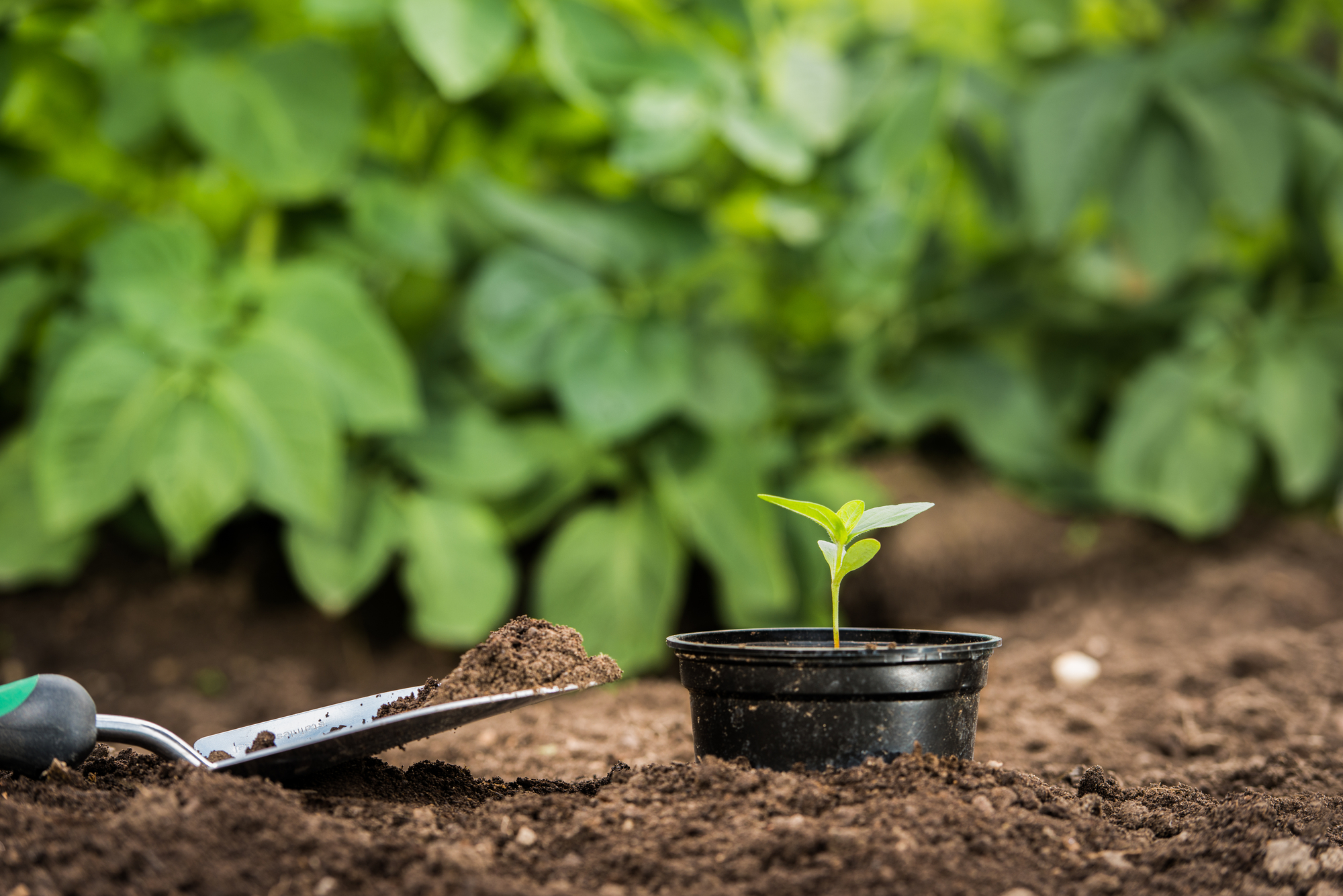 seedling of a plant